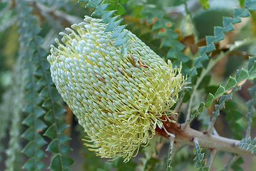 Banksia speciosa